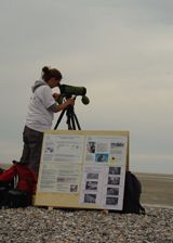 Sortie à la découverte des phoques. Le samedi 3 mars 2012 à Cayeux-sur-Mer. Somme. 